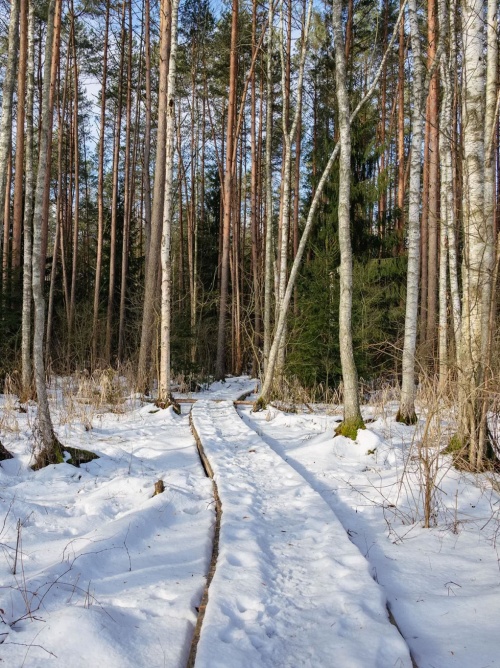 Популярные направления