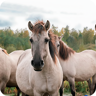 Экологический туризм