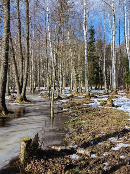 Популярные направления